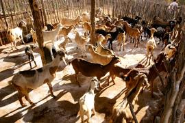 Ovinocaprinocultura - Ascom CAR (6)