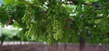 WhatsApp Image 2020-08-07 at 16.43.43