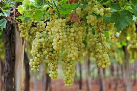 VinícolaTerraNova_GrupoMiolo_Casa Nova_ValeSaoFrancisco_MateusPereiraGOVBA (1)