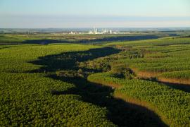 FLORESTAL_veracel 4 - DivulgaçãoABAF