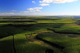 FLORESTAL_floresta em mosaico - DivulgaçãoABAF