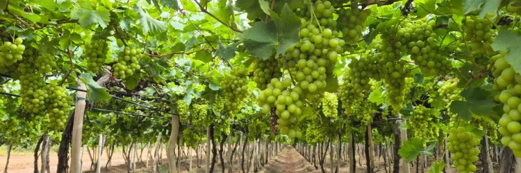 Novos investimentos e produtos inovadores impulsionam a economia no território Sertão do São Francisco 