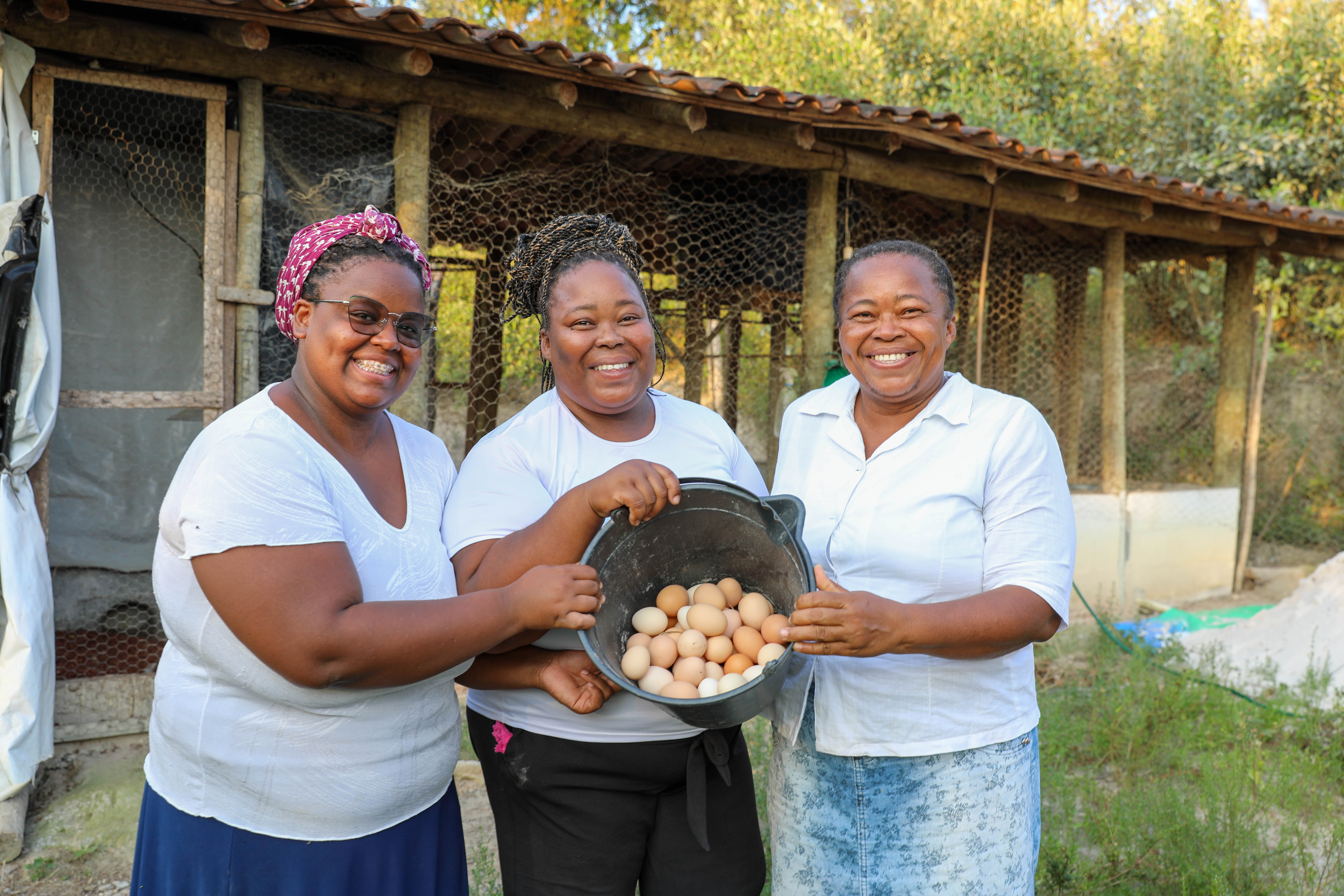 Produção de ovos atinge recorde na Bahia com apoio à agricultura familiar