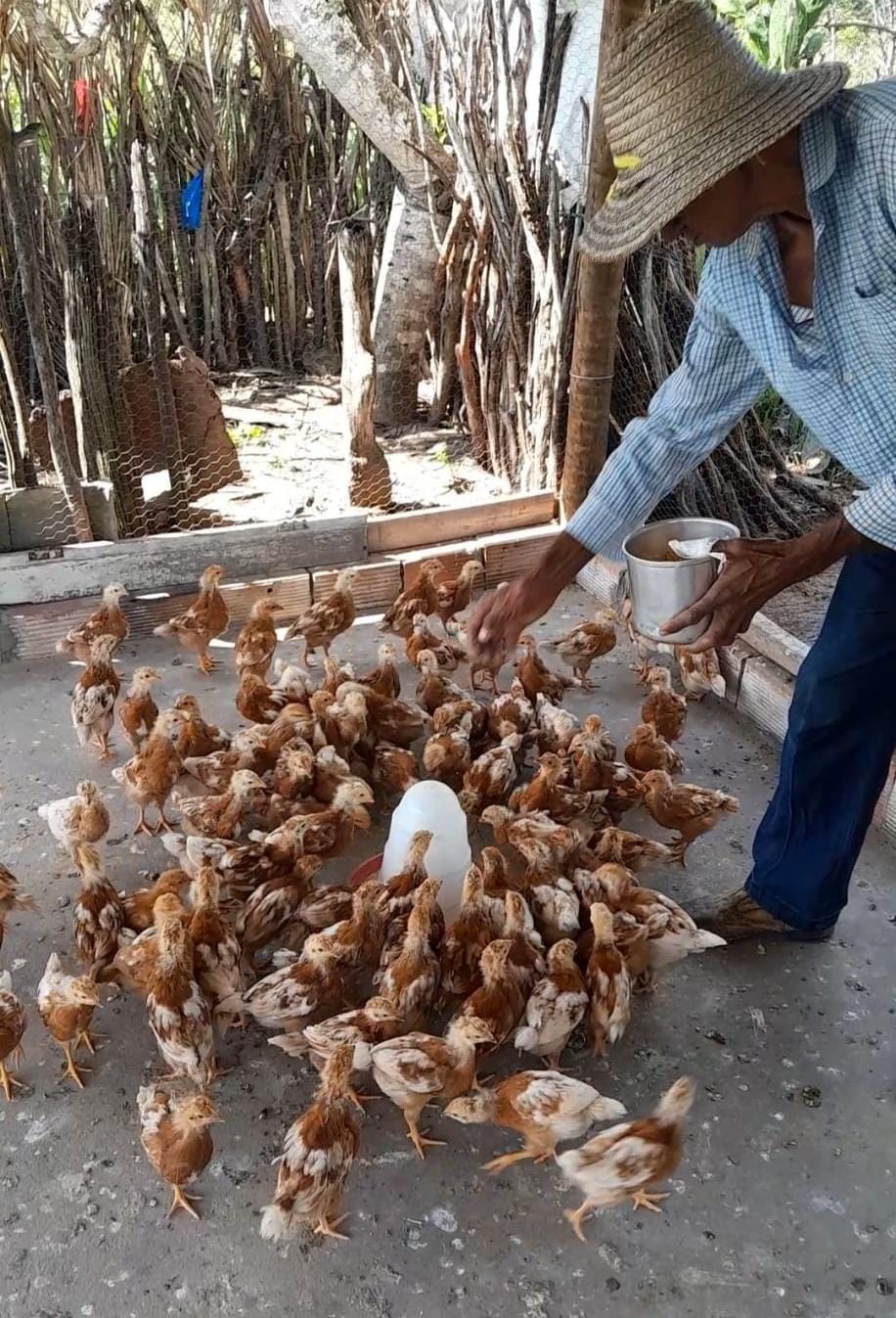 Entregas de insumos para a produção fortalecem a agricultura familiar de municípios do Semiárido Nordeste II