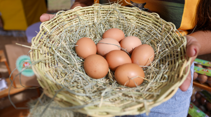 Cooperativa de Pintadas lança marca de ovos caipiras certificados da agricultura familiar 