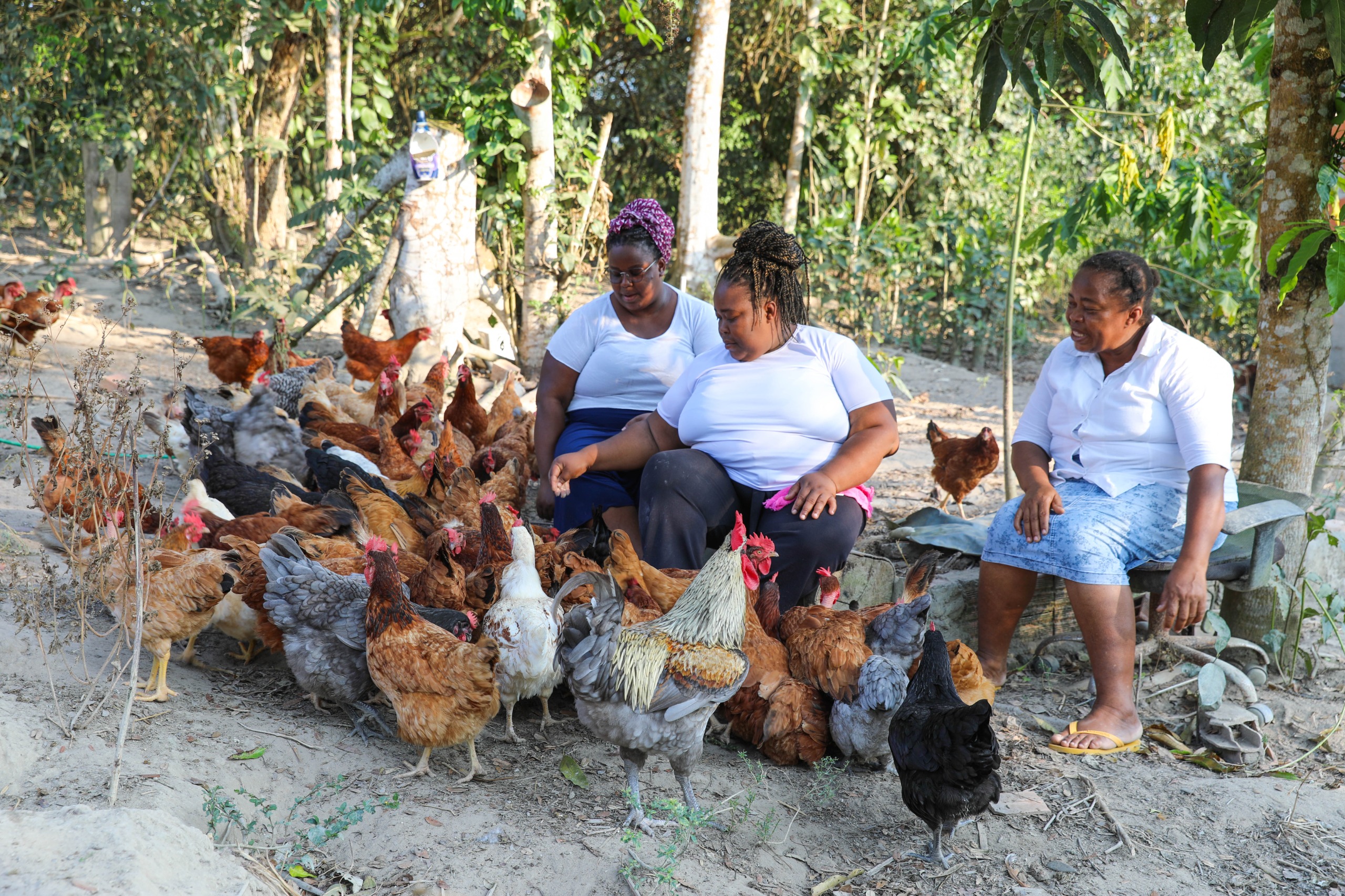 Certificação do SIM fortalece a avicultura familiar e amplia acesso a mercados na Bahia