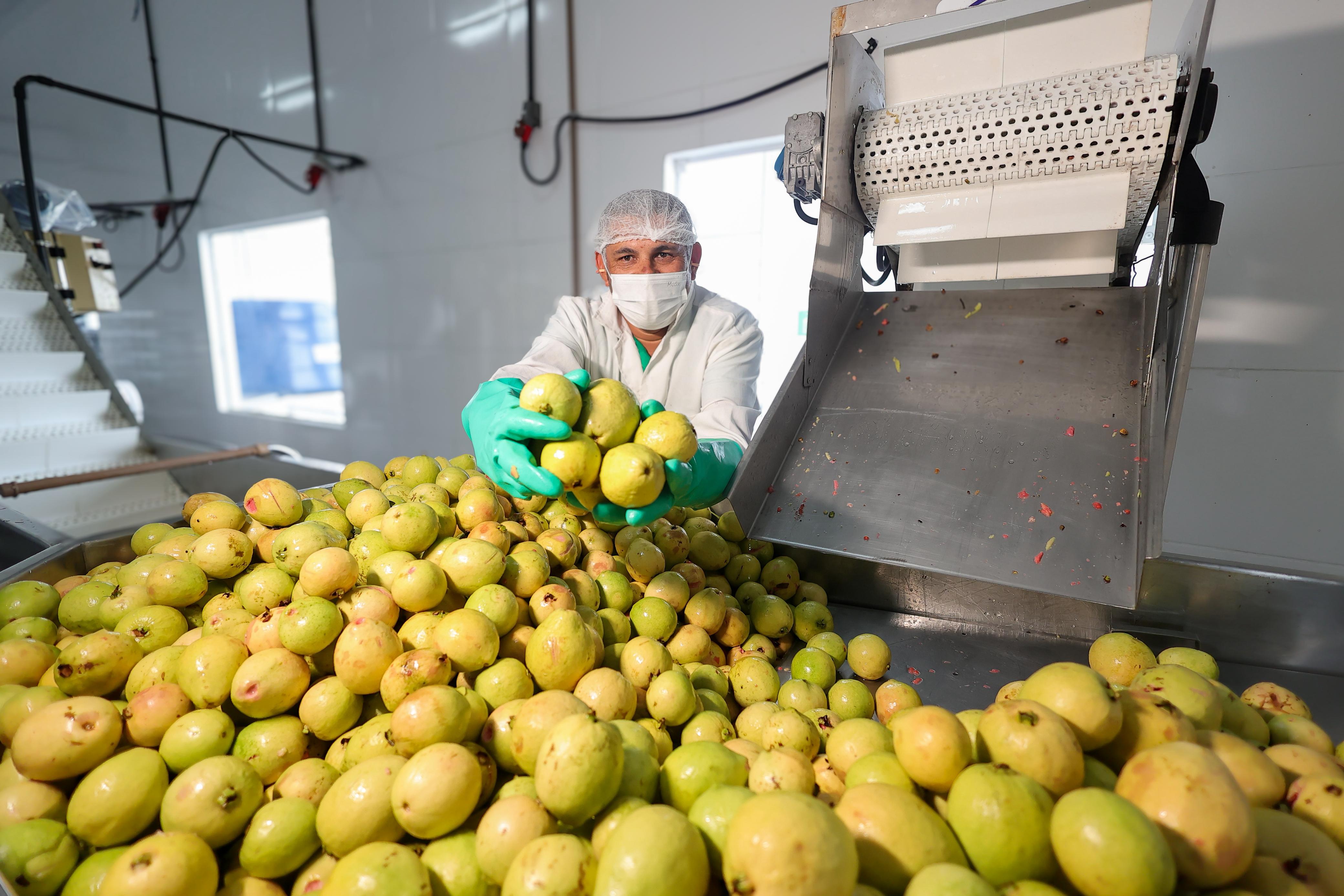 Unidade de Beneficiamento de Frutas fortalece a agricultura familiar em Inhambupe