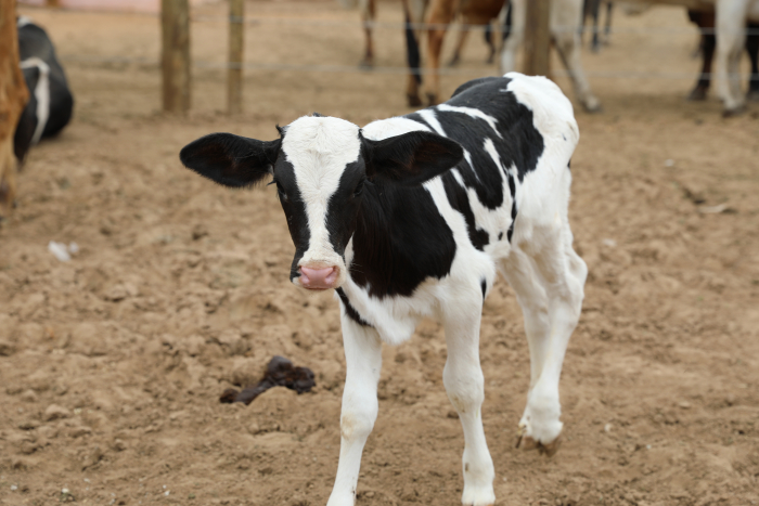 Fotos: Ítalo Oliveira/Ascom SDR
