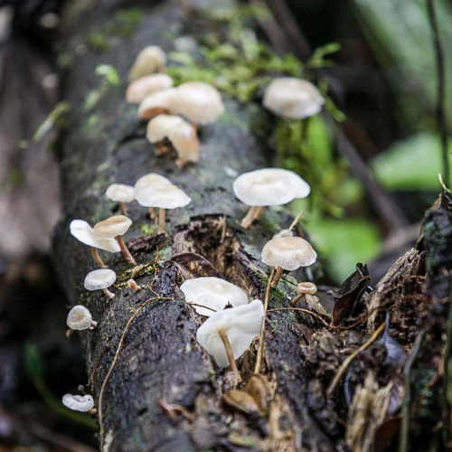 Expedição Invisíveis da Mata identifica cogumelos e leveduras comestíveis junto à chefs de cozinha no Sul da Bahia