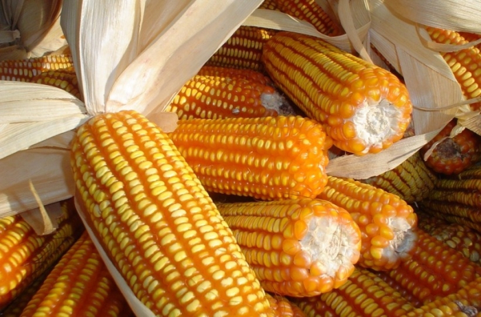 André Frutuoso/CAR/SDR