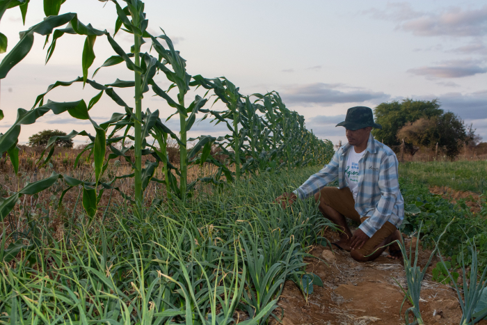 O Governo do Estado busca aprimorar os processos de produção de alimentos da agricultura familiar baiana, sempre com o olhar voltado para a sustentabilidade e preservação da biodiversidade. Nesta segunda-feira (22/5), Dia Internacional da Biodiversidade, diferentes projetos em diversos territórios de identidade da Bahia mostram o sucesso das ações da Companhia de Desenvolvimento e Ação Regional (CAR), empresa pública vinculada à Secretaria de Desenvolvimento Rural (SDR), em prol do desenvolvimento rural sustentável.      Só por meio de projetos como o Bahia Produtiva, a CAR está investindo mais de R$ 34 milhões em ações que promovem a inclusão socioprodutiva e a geração de emprego e renda, de forma ambientalmente sustentável.       Uma dessas ações é a que está sendo realizada no território de Irecê, por meio da Cooperativa de Trabalho Agropecuária Mista de Barro Alto (Agrocoop), com investimentos de R$ 402,8 mil, via projeto Bahia Produtiva. Os recursos são aplicados na construção de entreposto de seleção e fracionamento dos vegetais, além de assistência técnica qualificada. Lá, a contaminação por uso de agrotóxicos e a monocultura estão perdendo espaço para o surgimento de produtos orgânicos certificados de forma participativa.      Um dos casos de sucesso é o do jovem Antônio Aloísio que, depois que passou a produzir de forma orgânica, melhorou a sua renda, que hoje chega a R$ 6 mil. Tudo isso com um cuidado especial com o meio ambiente. “Produzo um alimento sustentável e mais nutritivo. Ouvimos muito falar dos casos de câncer nessa região e a gente sabe que tem muita relação com o alimento. Além disso, eu não agrido o meio ambiente e os animais. Por exemplo, se eu acho uma cobra, eu não mato, ela ajuda também, é uma predadora. Se tem rato que está me dando prejuízo, ela come. A gente zela por esses animais e eles ajudam no controle de pragas”, comenta.      Outro exemplo de sucesso na conservação e valorização da biodiversidade está na comunidade de Campinhos, no município de Canavieiras, Sul da Bahia. Em um 