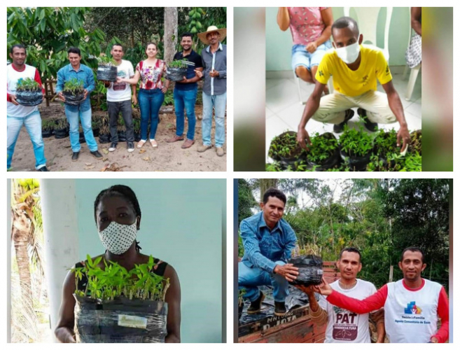 Mudas de alta qualidade revolucionam mandiocultura no Extremo Sul da Bahia