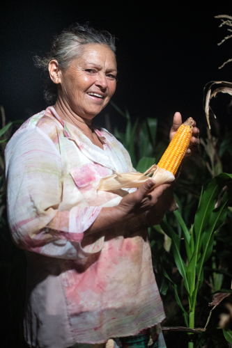 Produção de milho não-transgênico na Bahia garante sabor e tradição no São João