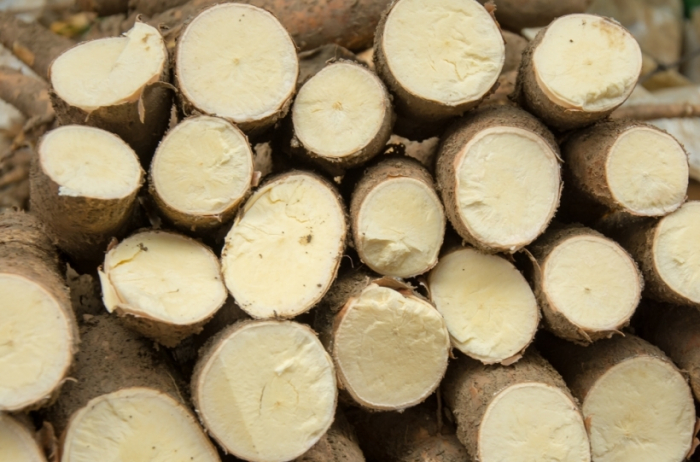 Mandiocultura do Recôncavo Baiano recebe investimentos do Governo do Estado