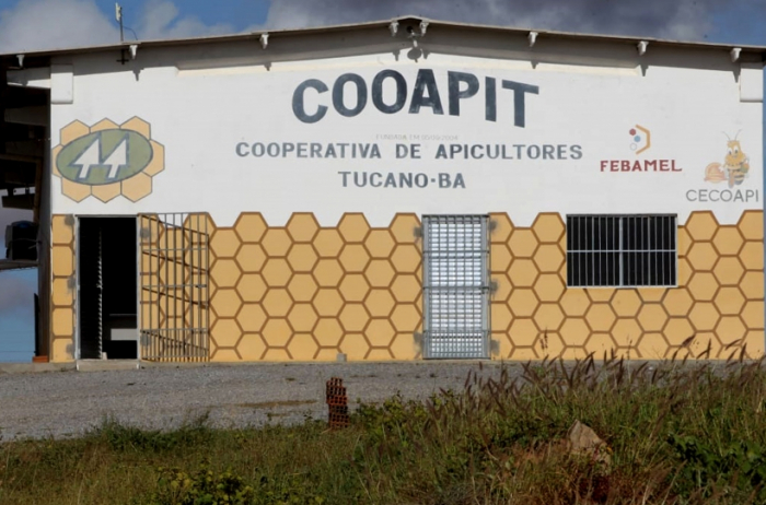 Mel produzido por cooperativa de Tucano garante faturamento de R$ 2,5 milhões para apicultores da região