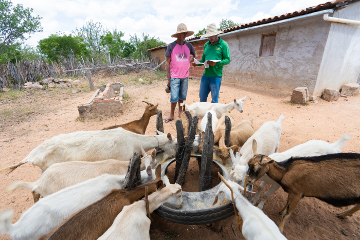 Renda de produtores de leite de cabra de Uauá e Curaçá tem aumento de 72%