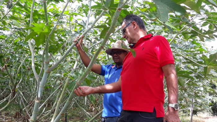 Agricultores do perímetro irrigado de Ponto Novo voltam a produzir e apostam na mamona para diversificar a produção