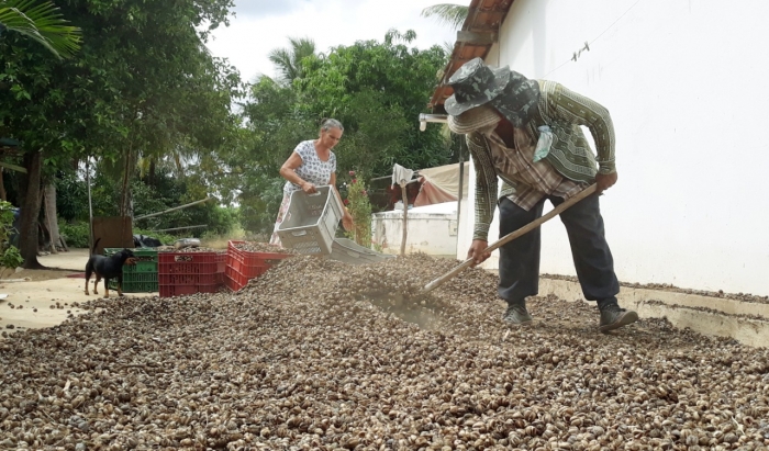 Agricultores do perímetro irrigado de Ponto Novo voltam a produzir e apostam na mamona para diversificar a produção