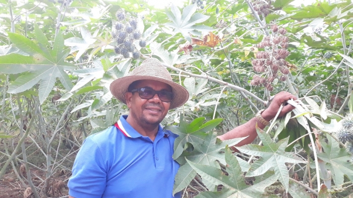 Agricultores do perímetro irrigado de Ponto Novo voltam a produzir e apostam na mamona para diversificar a produção