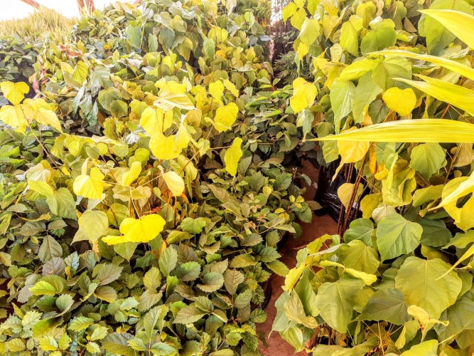 Equipamentos entregues pelo Governo do Estado incrementam a produção da Agricultura Familiar do Sertão baiano