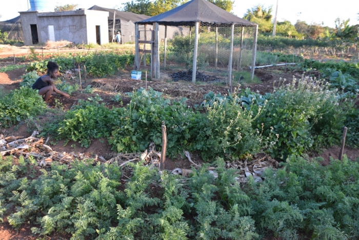 Produção agroecológica integrada sustentável dinamiza ensino em escolas famílias agrícolas
