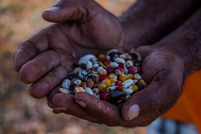 Governo da Bahia investe em ações de valorização e preservação das sementes crioulas