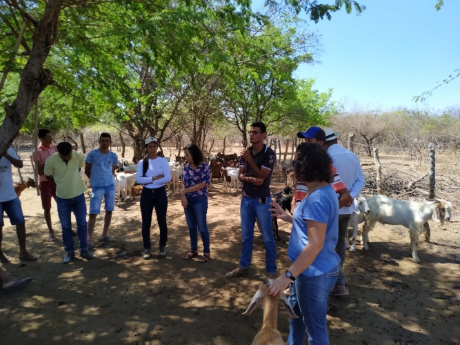 Agricultores familiares do Território Velho Chico recebem capacitação sobre manejo de caprinos e ovinos