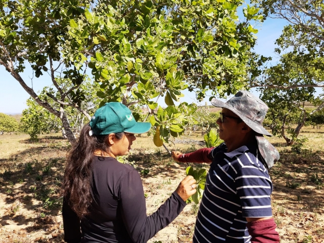 Agricultor familiar de Banzaê é referência em cajucultura no Semiárido Nordeste II