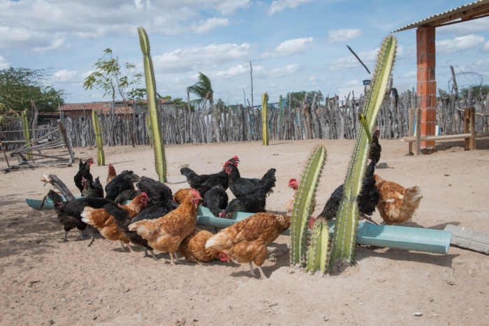 Produção de galinhas caipiras recebe investimentos do Bahia Produtiva no município de Santa Bárbara