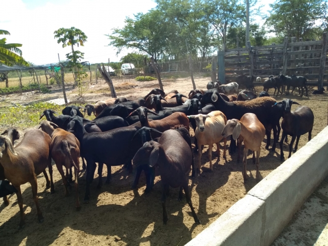 Capacitação visa o aumento de renda na cadeia produtiva da ovinocaprinocultura 