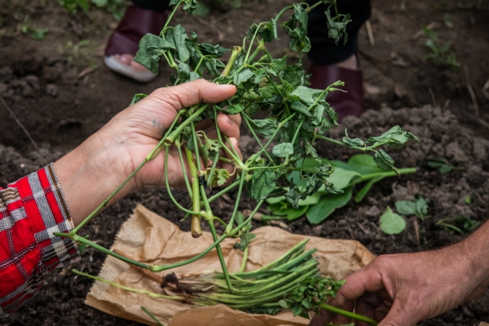 Agricultura familiar possui diversidade de alimentos que aumentam imunidade&nbsp;