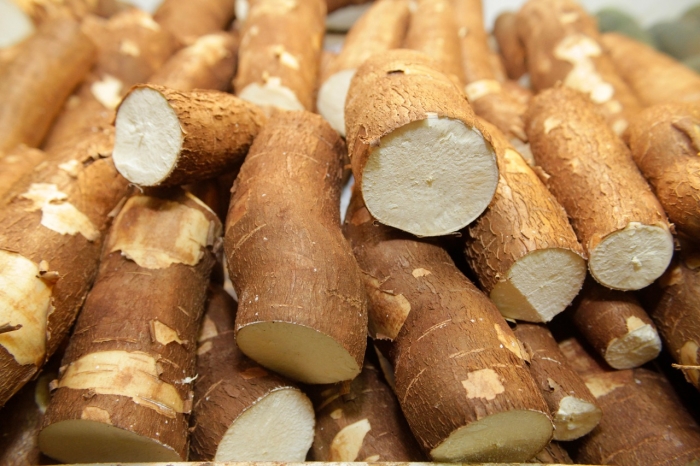 Acões voltadas para a mandiocultura no Extremo Sul baiano começam a mostrar resultados