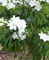 Bahiater participa em Camamu de atividades para comemorar a Semana Nacional do Meio Ambiente