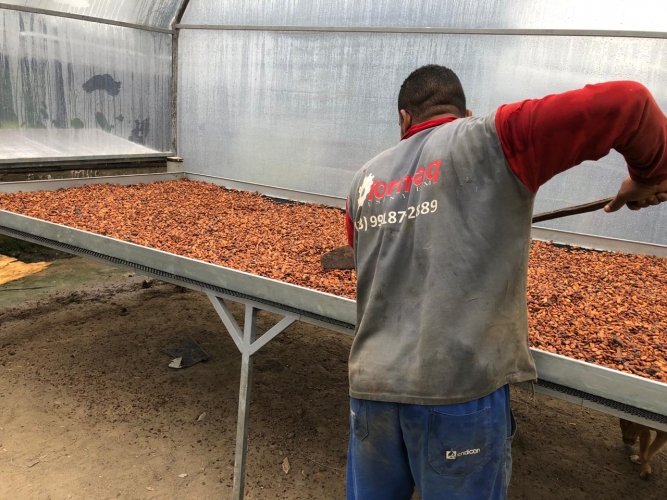 Estufas solares vão melhorar qualidade de amêndoas de cacau de agricultores familiares do Sul da Bahia