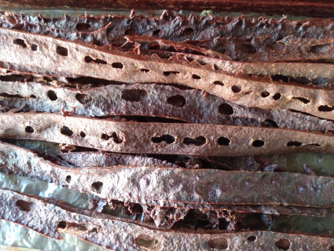 Cooperativa da agricultura familiar se destaca na produção da própolis vermelha &nbsp;