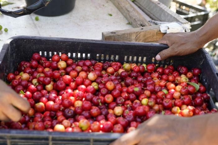 Cooperativa da agricultura familiar de Sobradinho recebe certificado de produção orgânica para acerola 