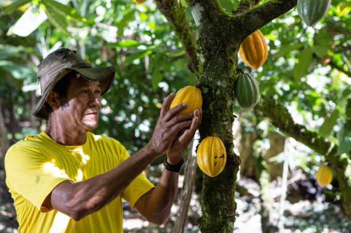 Cacau e mandioca são destaques no Rural Produtivo na TVE&nbsp;