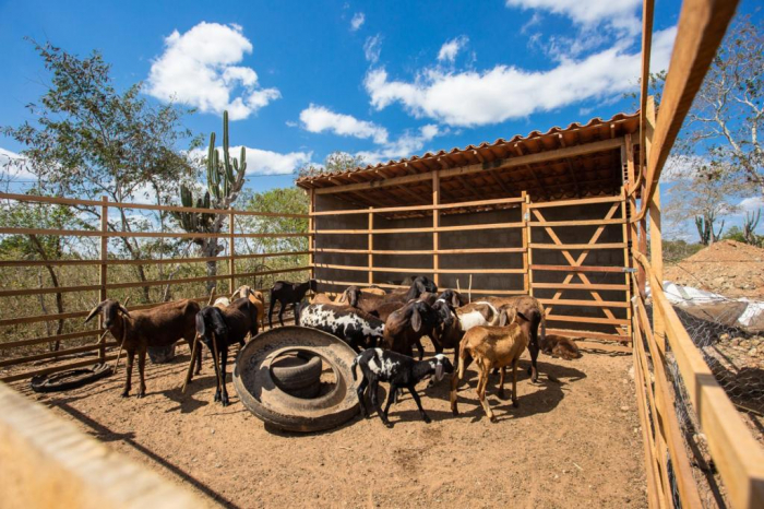Agricultura Familiar conta com novo Curso de Extensão online de Ovinocaprinocultura