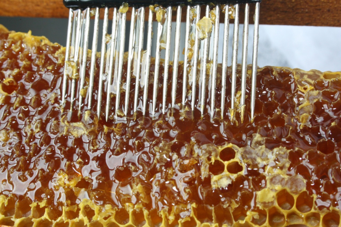 Workshop apresenta panorama da Meliponicultura na Bahia