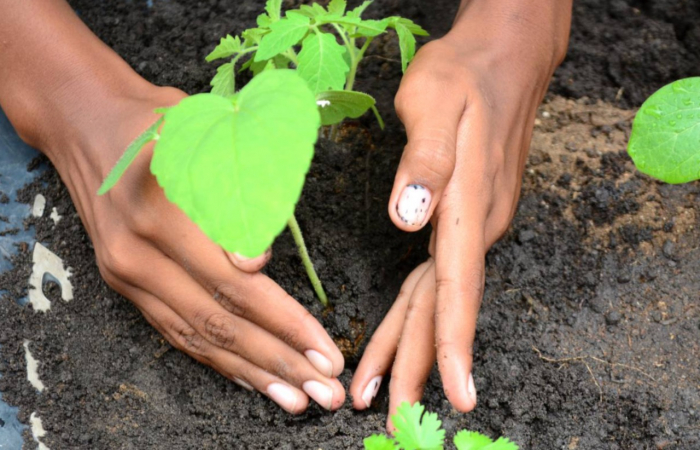 Guia para cultivo e aproveitamento de hortaliças é disponibilizado pela Bahiater para a agricultura familiar