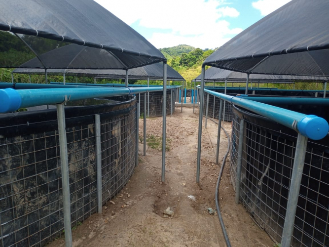 Tecnologia em sistema de aquicultura prevê aumento de 900% na produção de peixes na zona rural de Caatiba