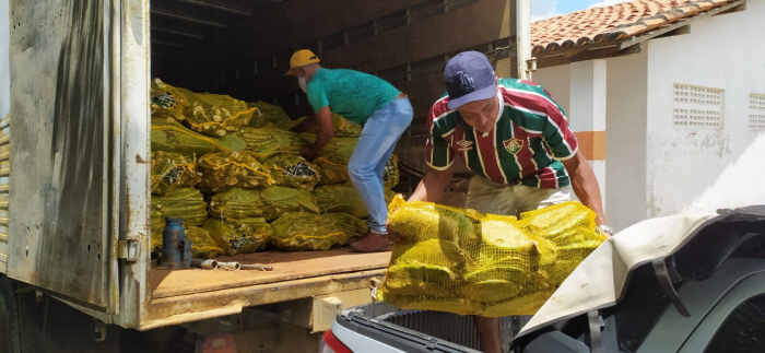Mudas de palma garantem segurança alimentar do rebanho em comunidades rurais da Bahia