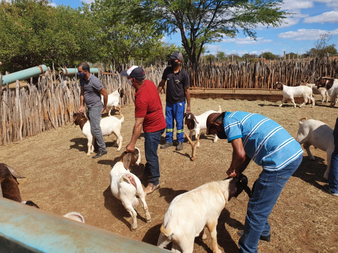 Cooperativa de Manoel Vitorino melhora qualidade e preço de caprinos