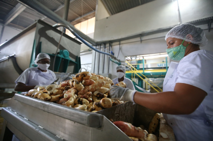 Diversificação de cultivos e tecnologia na produção aumentam rentabilidade de cooperativa baiana