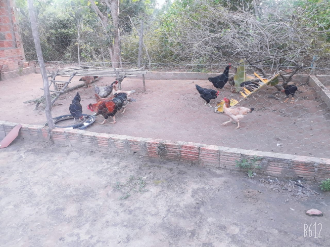 Plantas medicinais e frutíferas são utilizadas na prevenção e tratamento de doenças em galinhas caipiras