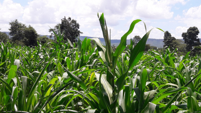 Barreiras passou a contar com um Campo Experimental de Sementes Crioulas de Milho