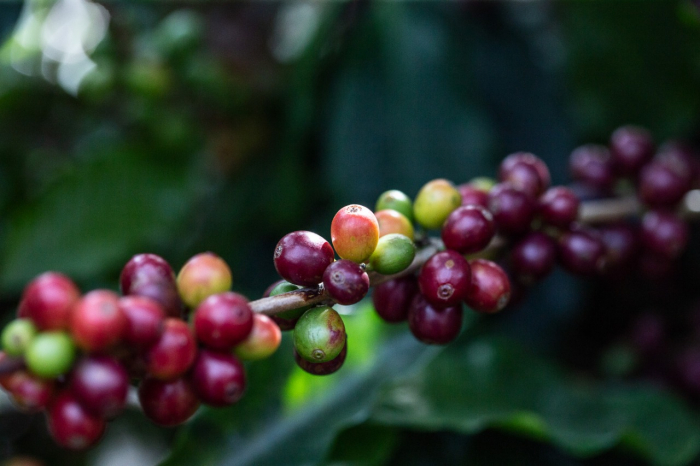 Qualidade dos grãos de café produzido por famílias agricultoras da Chapada Diamantina garante preços acima do mercado