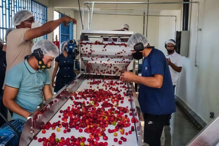 Acerola em polpa é aposta de cooperativa de Sobradinho para triplicar faturamento
