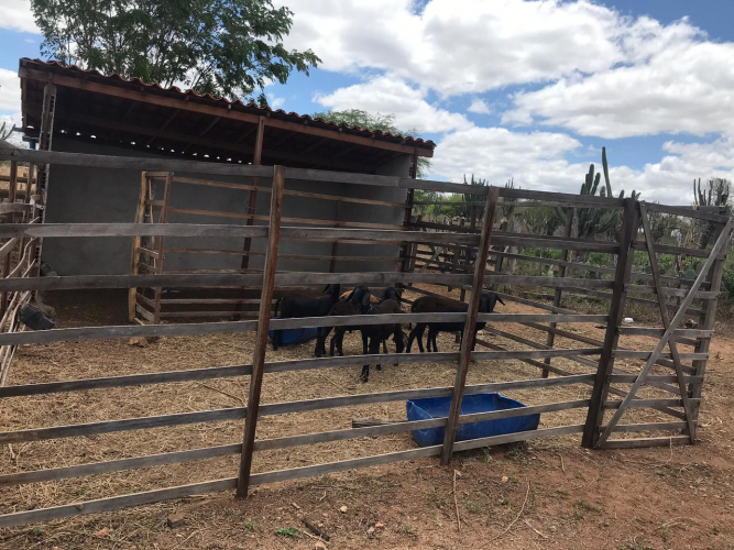 Criadores de caprinos de Nova Fátima aumentam criação e lucram 66,6% a mais com a venda de animais