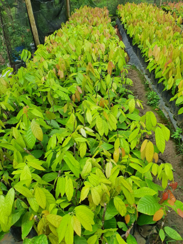 Assistência técnica transforma a vida de agricultores familiares do Sul da Bahia com produção de base agroecológica